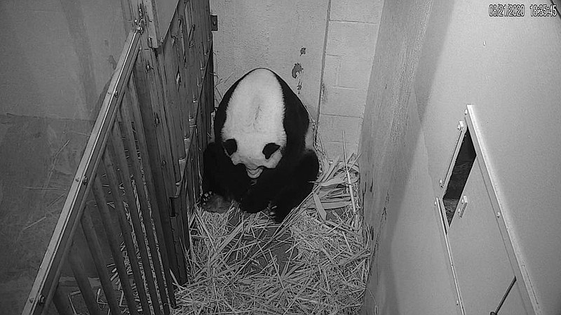 Baby panda becomes zoo-camera sensation