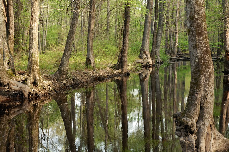 Falcon Bottoms Natural Area is the only Wildlife Management Area in Columbia County. It is home to a variety of wild game and scenic beauty.