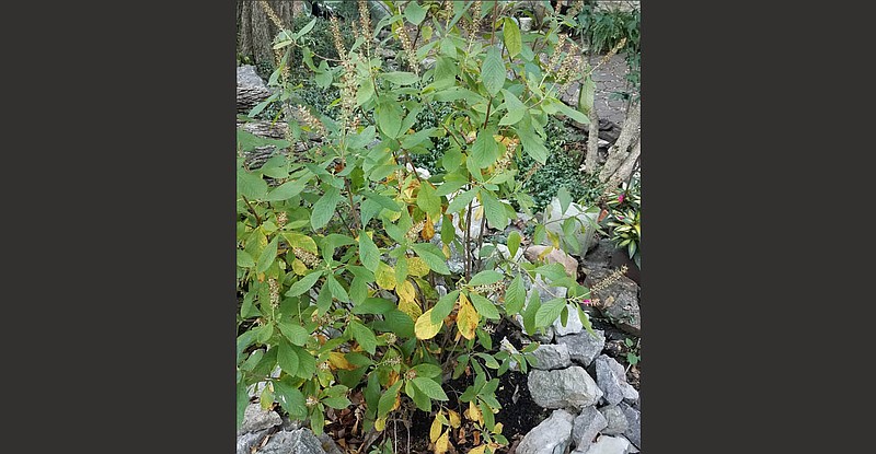 Planted this spring, this clethra seems to be going dormant for fall — not unusual in the first year. 
(Special to the Democrat-Gazette)