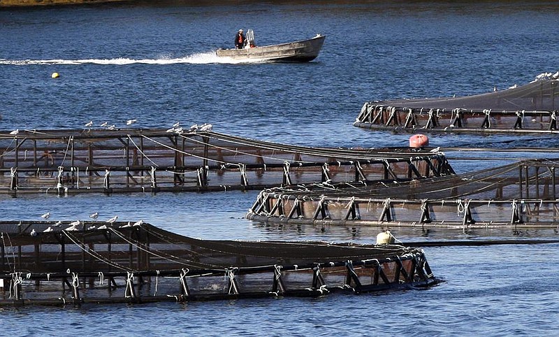 A salmon farmer makes his rounds near floating pens containing thousands of Atlantic salmon in Eastport, Maine, in this file photo. President Donald Trump is hoping to dramatically upscale aqua- culture in the U.S., including expanding to offshore aquaculture.  (AP) 
