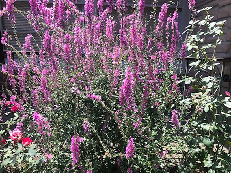 Although attractive, purple loosestrife (Lythrum salicaria) is an undesirable plant because it escapes into the wild and grows aggressively, blocking waterways. (Special to the Democrat-Gazette)