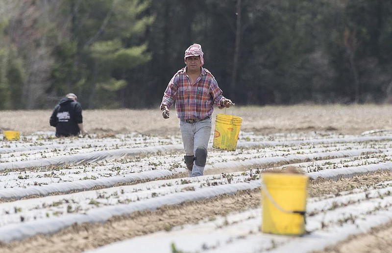 A temporary worker from Mexico plants strawberries in May on a farm in Mirabel, Quebec, amid the coronavirus pandemic. (The Canadian Press/Graham Hughes) 