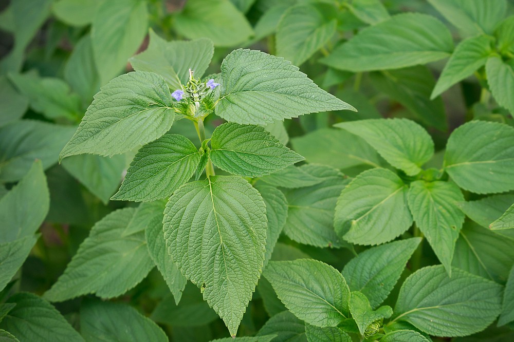 Mystery revealed and a bonus plant