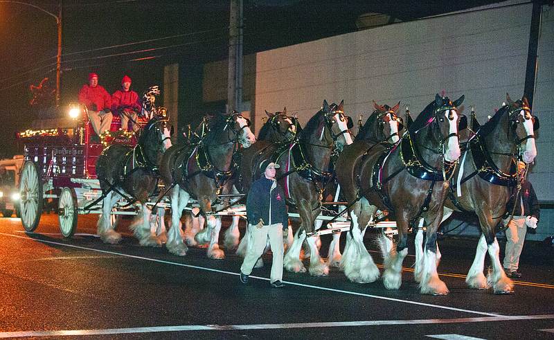 On Prancer: The world-famous Budweiser Clydesdale Horses pranced along North West Avenue as the featured attraction in the 2019 Christmas Parade. The iconic show horses last visited El Dorado in 2014. Main Street El Dorado and other city officials are considering ways to continue the annual Christmas parade safely this year. (News-Times file)