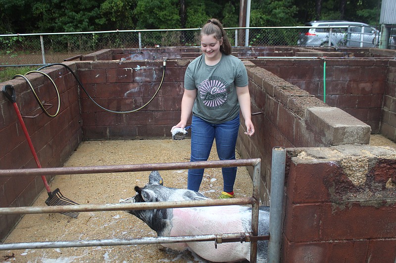 Junction City Future Farmers of America member Kyla Jerry washes a pig on Wednesday while preparing for the Union County Livestock Show. (Matt Hutcheson/News-Times)