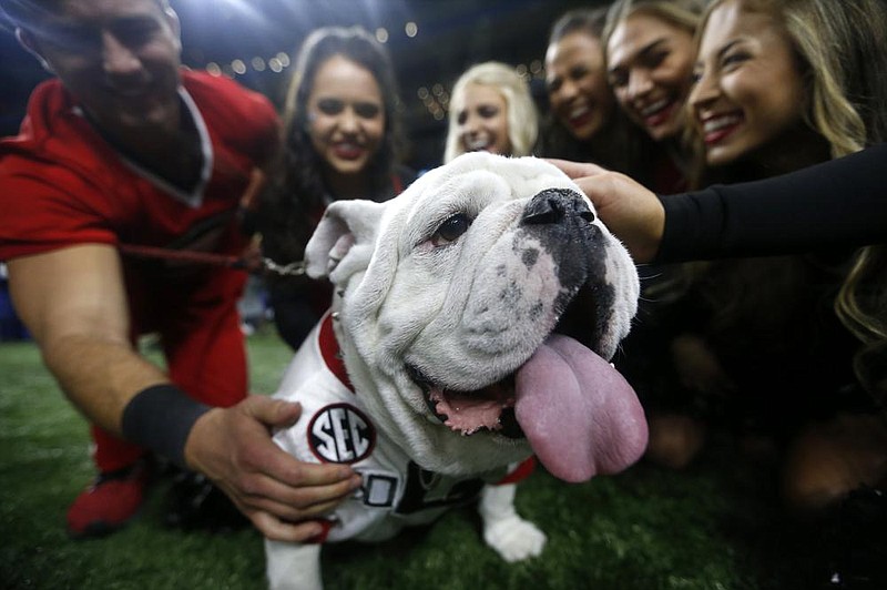 Georgia cheerleaders pose with the school mascot Uga before the Sugar Bowl on Jan. 1 in New Orleans. Georgia’s white English bulldog and other live animal mascots won’t be in SEC stadiums this fall because of the conference’s precautions against coronavirus as many of the long-standing traditions are sidelined.
(AP file photo)