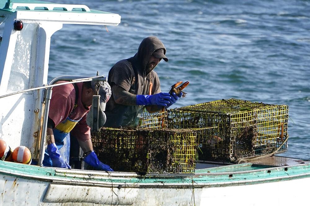 Maine's lobster season surprisingly strong