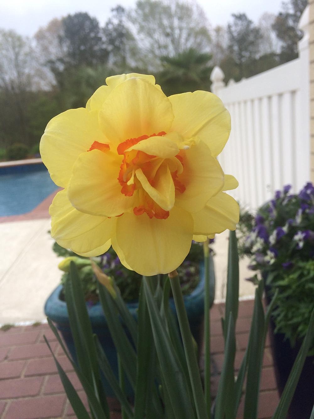 Master Gardeners' fall bulb sale