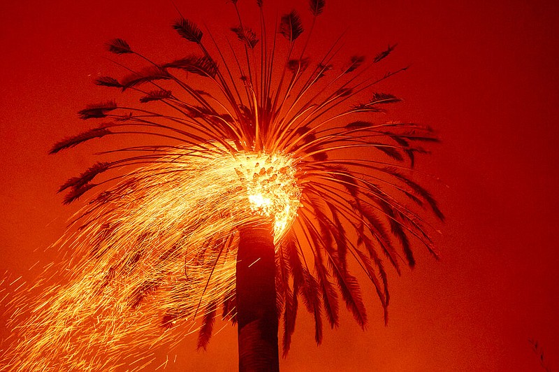 Embers fly from a tree as the Glass Fire burns in St. Helena, Calif., Sunday, Sept. 27, 2020. (AP Photo/Noah Berger)


