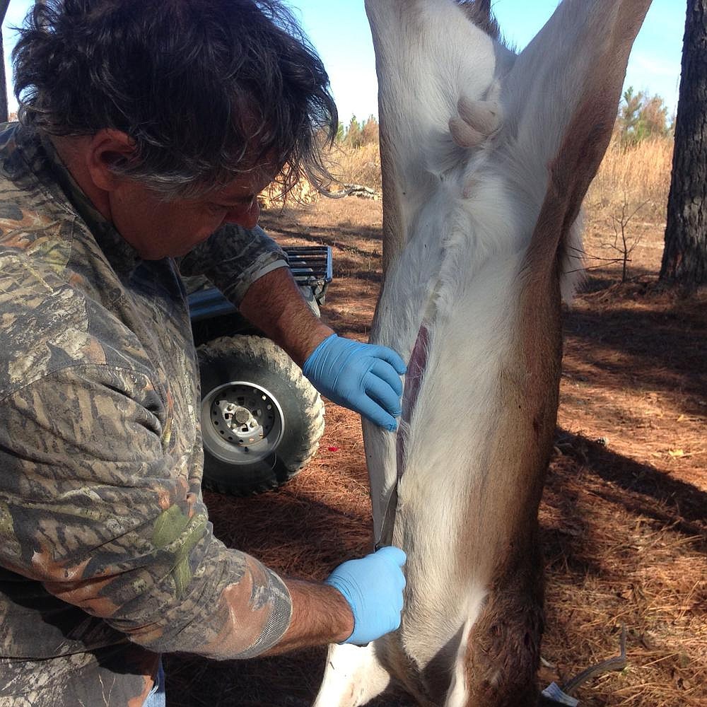 Field dressing and skinning is when the real work of deer hunting begins. Rubber gloves makes the job a little tidier and reduces the chance of pathogen transmission.
(Arkansas Democrat-Gazette/Bryan Hendricks)
