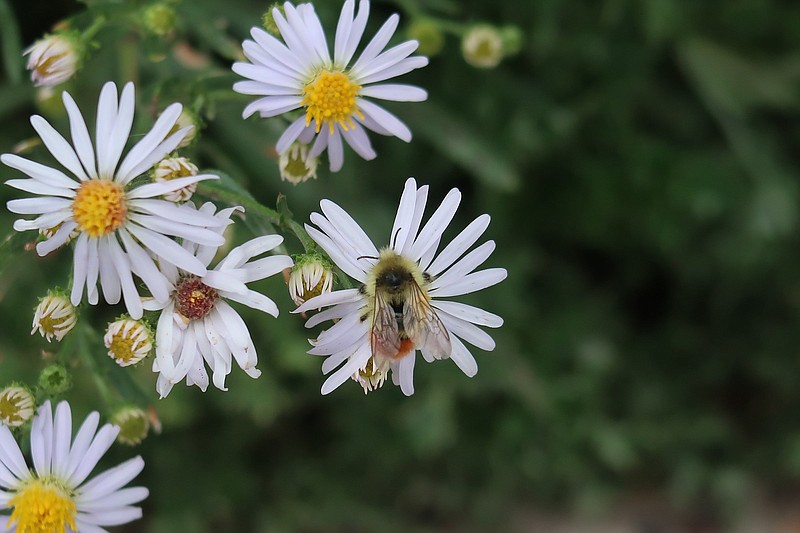 Some of the many varieties of asters can be found blooming in the wild most of the year, making them an important resource for insects.
(Special to the Democrat-Gazette/Janet B. Carson)