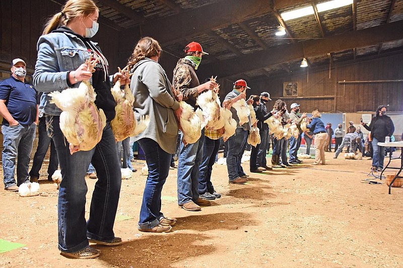 Competitors hold their broiler chickens for judging Saturday during the Livestock Show at the Arkansas State Fair in Little Rock. More photos at arkansasonline.com/1018livestock/. (Arkansas Democrat-Gazette/Staci Vandagriff) 