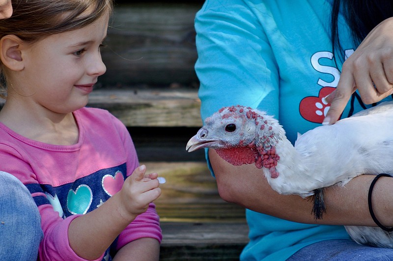 Harper Wulms, 5, with Priscilla, a rescued turkey at Safe in Austin. Harper has a congenital hand abnormality, and Priscilla was born with a similar condition affecting her claw.

(Special to The Washington Post/Celine Wulms)