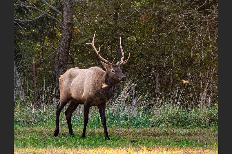 A male elk, called a bull, comes out of the woods in Boxley Valley in the late afternoon.
(Arkansas Democrat-Gazette/Cary Jenkins)