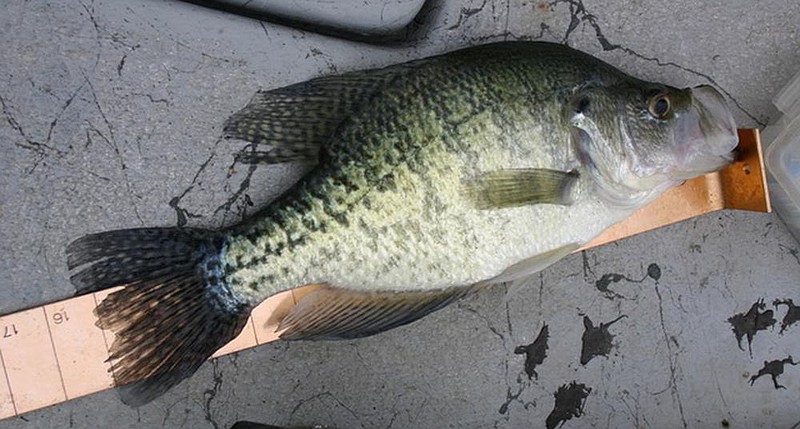 You won’t catch as many crappie in the fall as you do in the spring, but the sh you catch will be larger than average. (arkansas democrat-Gazette/bryan hendricks) 
