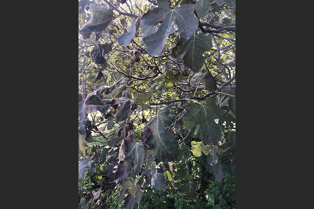 When subjected to heavy rains, by October, the leaves of most fig trees in Arkansas will have some spots. (Special to the Democrat-Gazette)