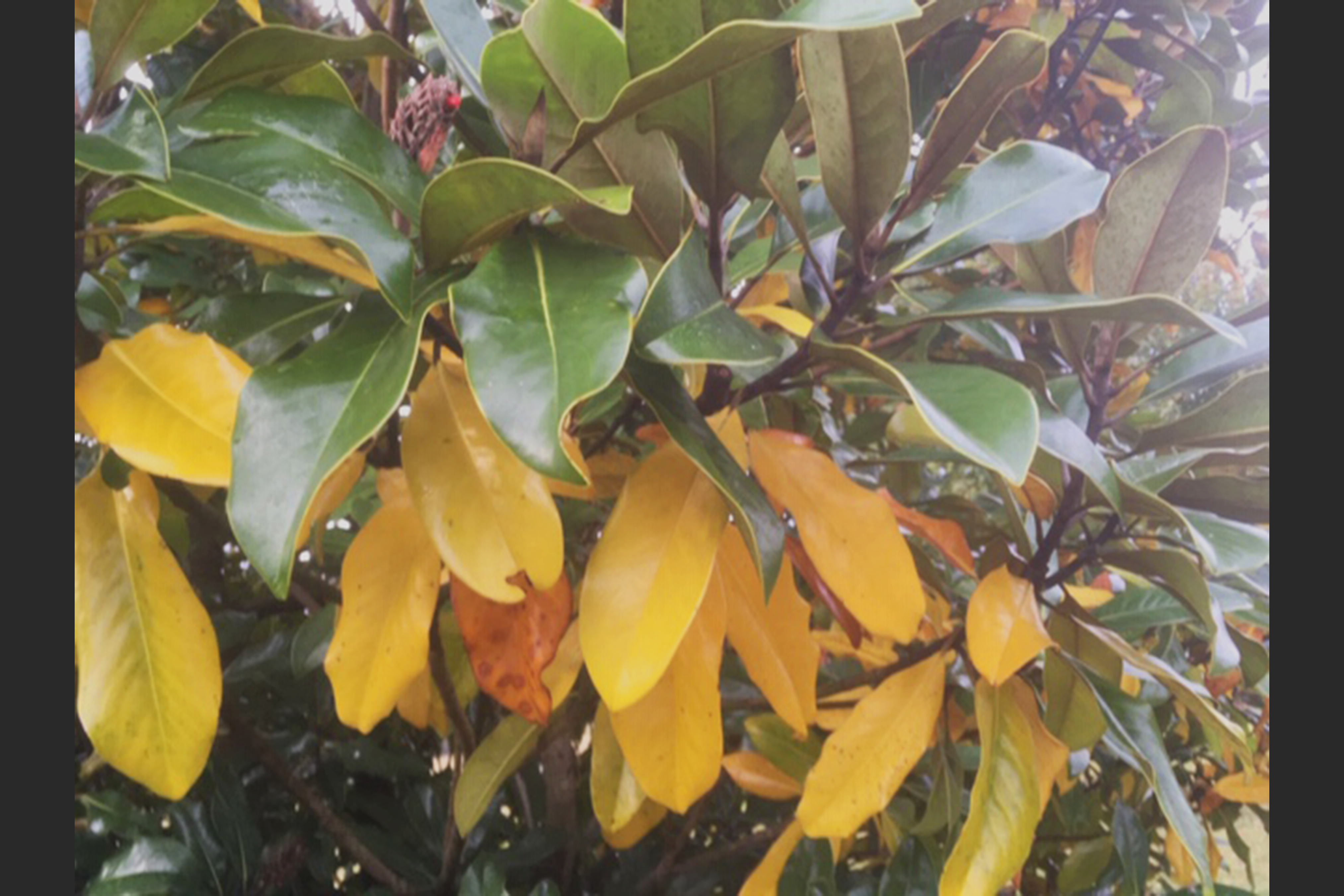 In The Garden Yellow Leaves On Evergreen Simply Old Soon To Shed