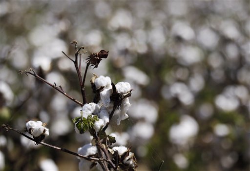 Cotton farmers plagued by rains