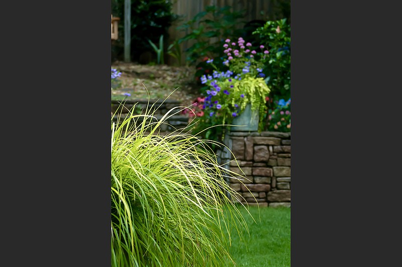 The lime green of Goldilocks lysimachia in the distance echoes the color of the majestic looking Everillo carex grass in the foreground planter. 
(TNS/Norman Winter)