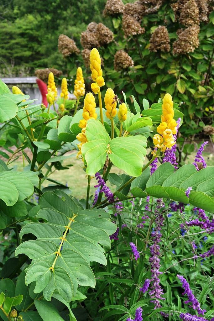 Candlestick plant discount