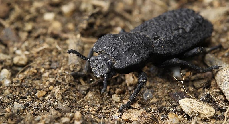 The diabolical ironclad beetle, which can withstand being crushed by forces almost 40,000 times its body weight, could offer clues for designing stronger planes and buildings, scientists say.
(AP/Kisailus Biomimetics and Nanostructured Materials Lab, University of California Irvine/Jesus Rivera)