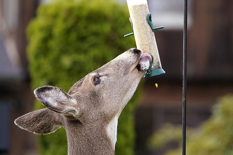 A black-tailed deer forgoes grazing on nearby shrubs Tuesday to eat from a bird feeder in a yard in Bellingham, Wash. Black- tailed deer are common in coastal woodlands throughout the Paci c Northwest 
(AP/Elaine Thompson) 