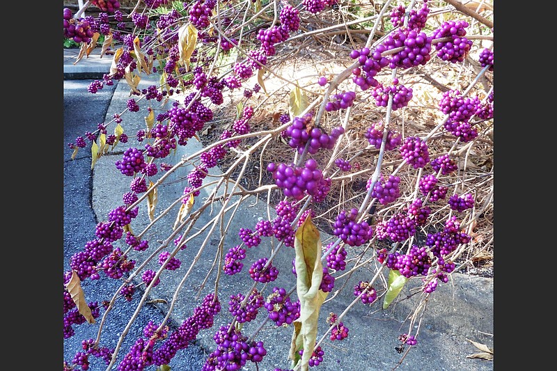 Even before its leaves drop, the berries of Callicarpa americana make a big color statement.  (Special to the Democrat-Gazette/Janet B. Carson)