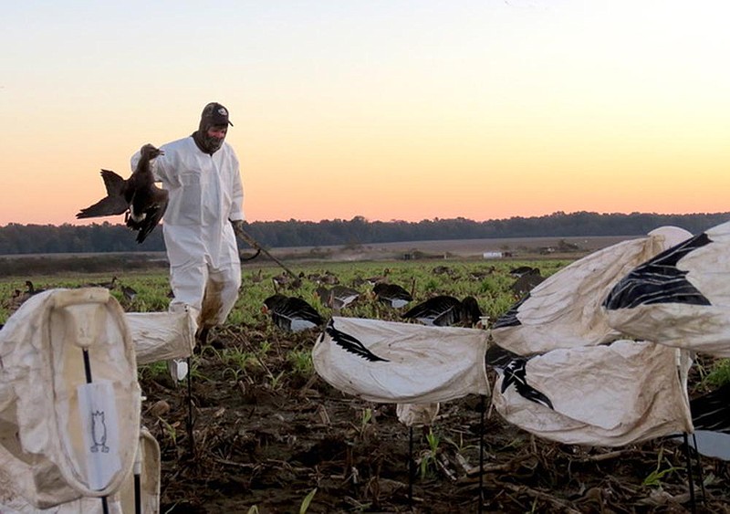 Bob Sexton retrieves one of the white-fronted geese he shot Wednesday while hunting near Carlisle.
(Arkansas Democrat-Gazette/Bryan Hendricks)