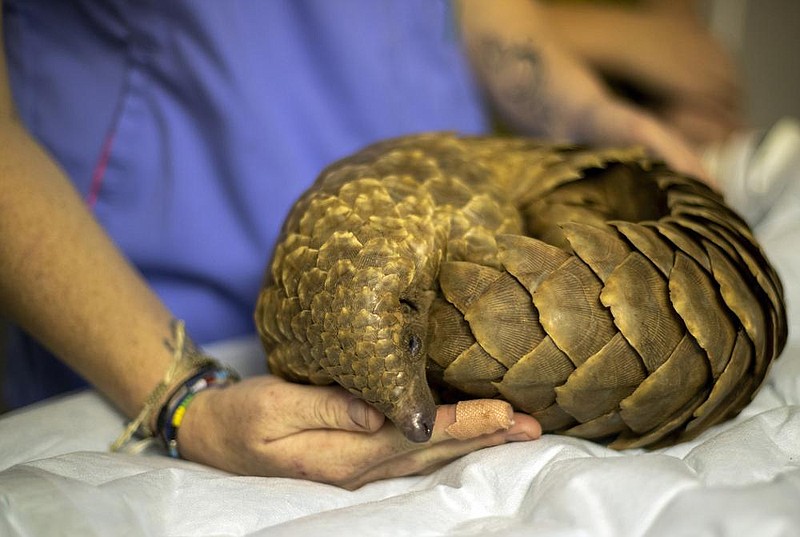 Veterinary nurse Alicia Abbott of the African Pangolin Working Group in South Africa examines a pangolin last month at a wildlife veterinary hospital in Johannesburg. The group has been rehabilitating pangolins rescued from poachers for nearly a decade.
(AP/Themba Hadebe)