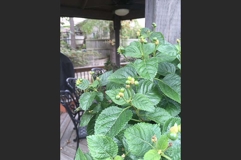 Lantana seedheads must ripen before they're picked or they won't germinate. (Special to the  Democrat-Gazette)