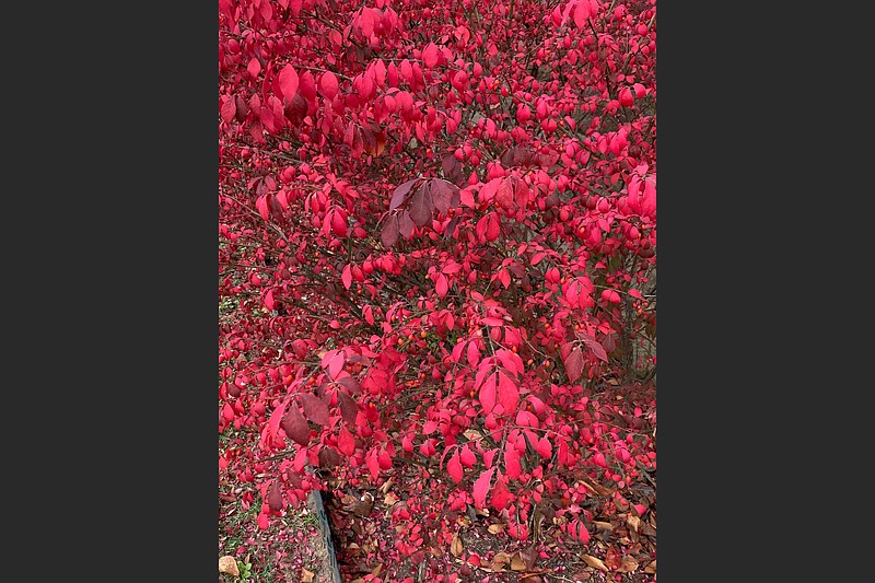 This burning bush euonymus is having a spectacular year. (Special to the Democrat-Gazette)