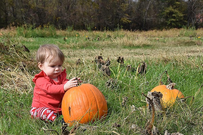 10-month-old Amelia M. plays with a pumpkin in the pumpkin patch at BoBrook Farms on Saturday, Nov. 14, 2020, in Roland. (Arkansas Democrat-Gazette/Staci Vandagriff)