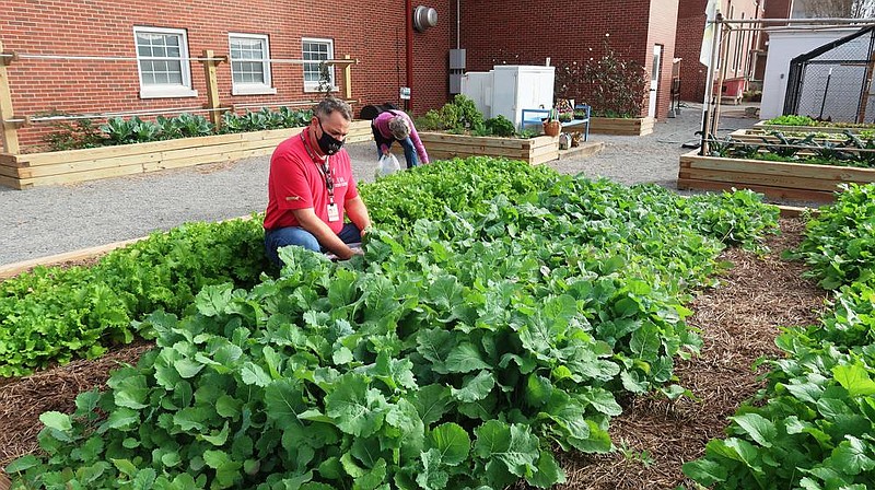 Randy Forst (foreground) and Joellen Beard harvest greens from the teaching beds that Master Gardeners, facility employees and staff members from county agencies created behind the Pulaski County Juvenile Detention Center. (Special to the Democrat-Gazette/Janet B. Carson)