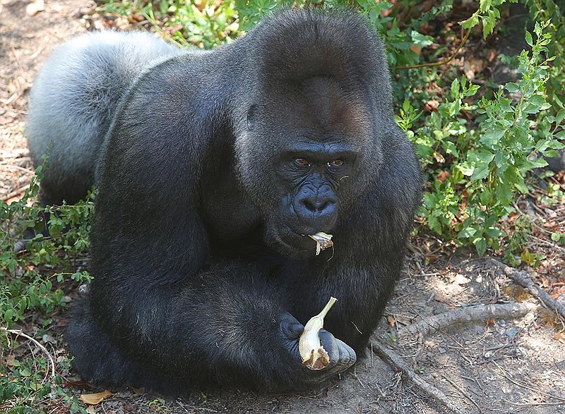  Brutus, a silverback gorilla, eats a frozen bananna at the Little Rock Zoo Tuesday. The great apes are given the frozen treats along with some others throughout the day to give them some relief from the heat.
(Democrat-Gazette file photo)