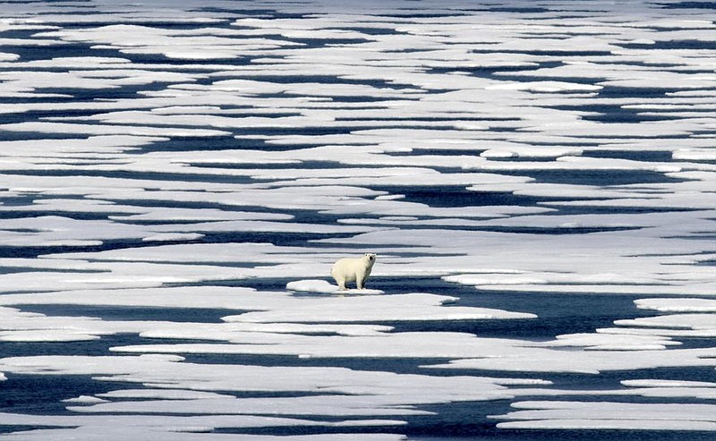 A polar bear stands on the ice on July 22, 2017, in the Franklin Strait in the Canadian Arctic Archipelago.
(AP/David Goldman/File)