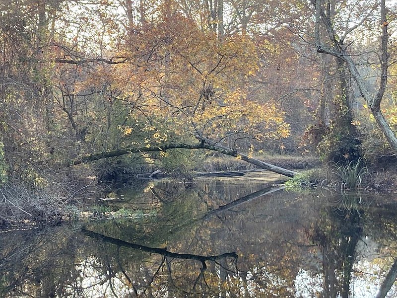 Two different mostly fallen trees reach out toward each other as the still water of Bayou Bartholomew reflects them and an abundance of fall colors in this November 2020 file photo.