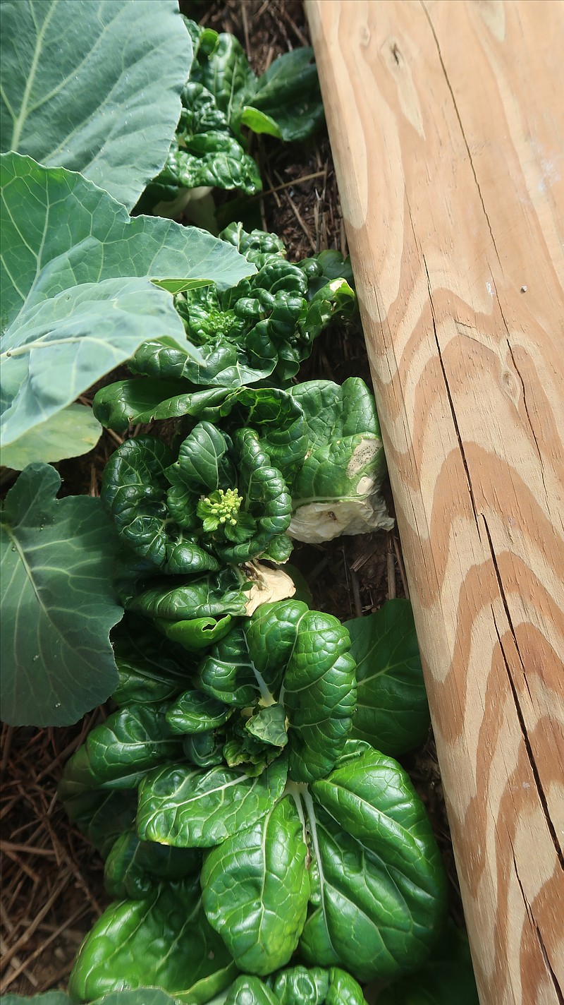 A shrub, perennial and a vegetable this week | The Arkansas Democrat ...