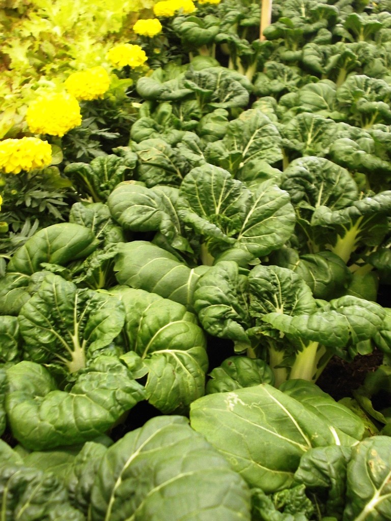 A shrub, perennial and a vegetable this week | The Arkansas Democrat ...
