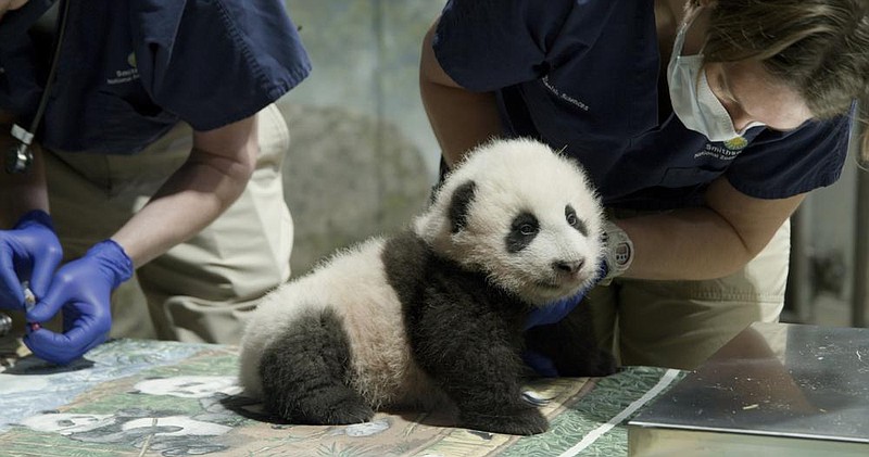 The 3-month-old panda cub Xiao Qi Ji is shown at the Smithso- nian’s National Zoo in Washington. (AP/Smithsonian’s National Zoo) 