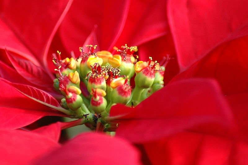 A file photo of a poinsettia plant at a local greenhouse. - File photo by The Sentinel-Record