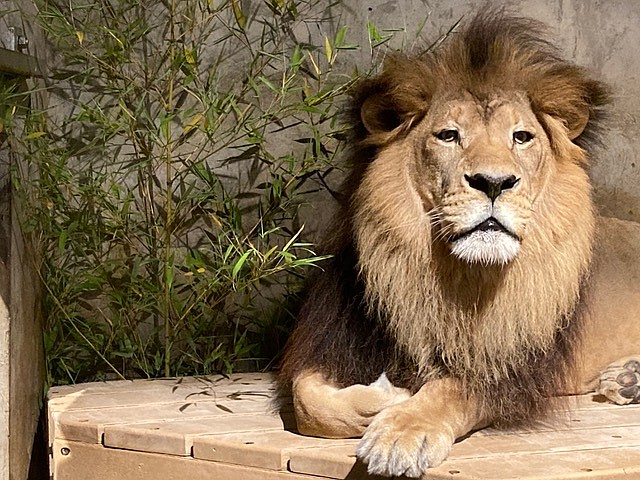 Little Rock Zoo's Bakari, a 14-year-old lion, died Tuesday, according to zoo officials.  