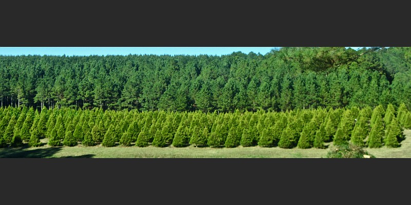 Acres of evergreens awaiting new homes stretch across McAlpine Christmas Tree Farm. (Special to the Democrat-Gazette/Marcia Schnedler)