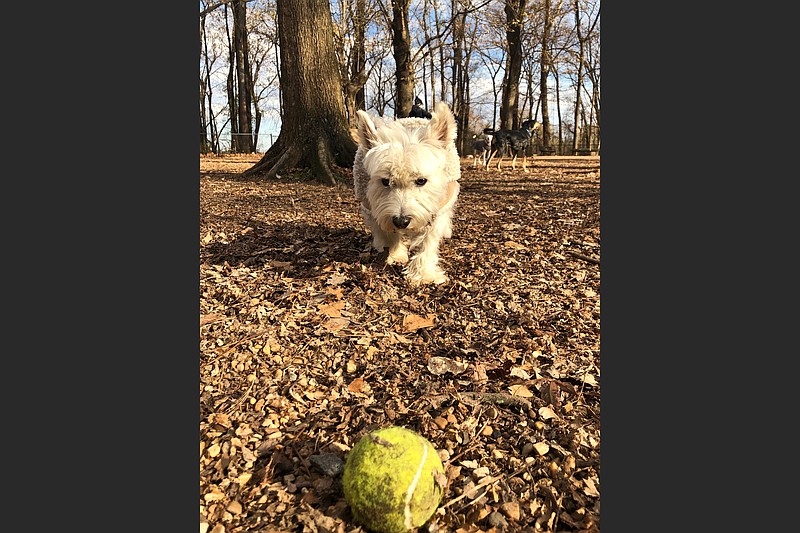 Indy, a West Highland white terrier, checks out one of many discarded tennis balls lying about the Paws Park at Murray on Dec. 6. (Arkansas Democrat-Gazette/Celia Storey)