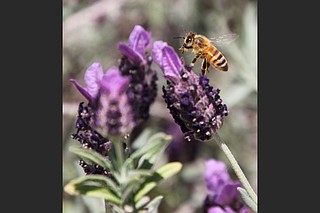 IN THE GARDEN: Growing lavender from seeds benefits from simple  considerations | Northwest Arkansas Democrat-Gazette