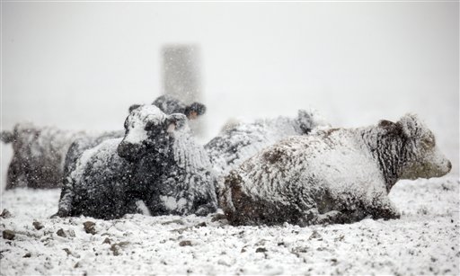 Experts: Animals tailored for cold