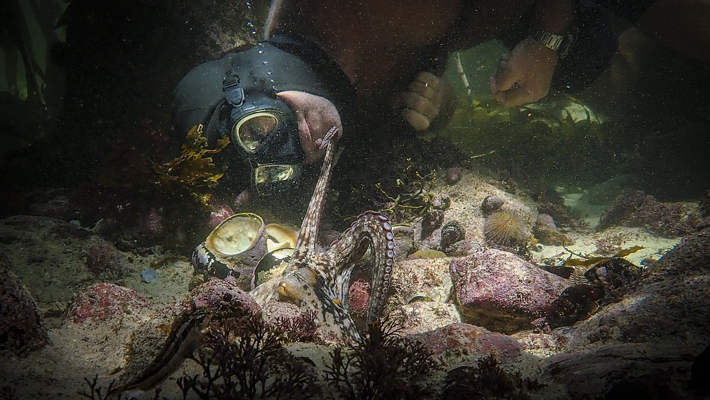 Craig Foster interacts with an octopus in a scene from the documentary “My Octopus Teacher.” The graceful octopod extended her tentacles to make connections that seemed achingly poignant in a time when mere hugs between humans are taboo. (Netflix via AP)
