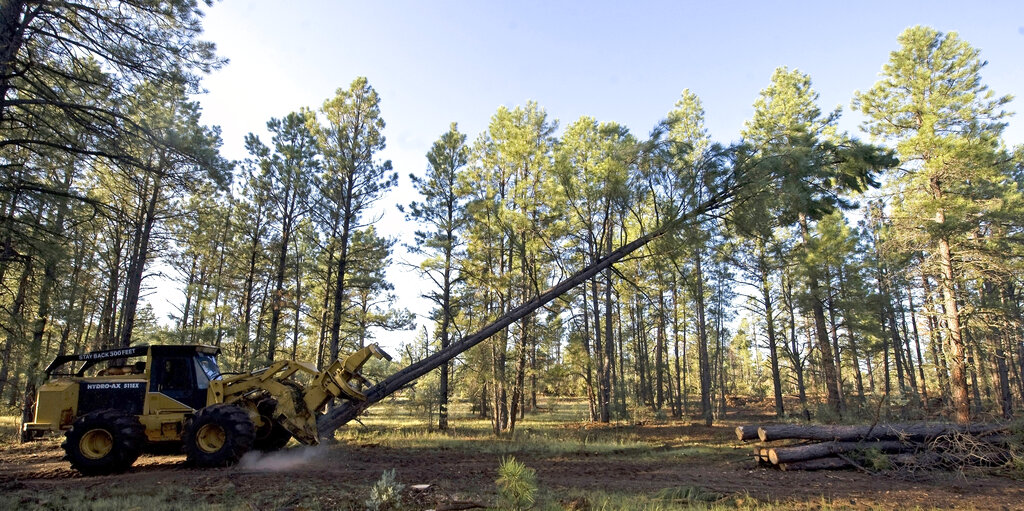 A busy year for timber industry