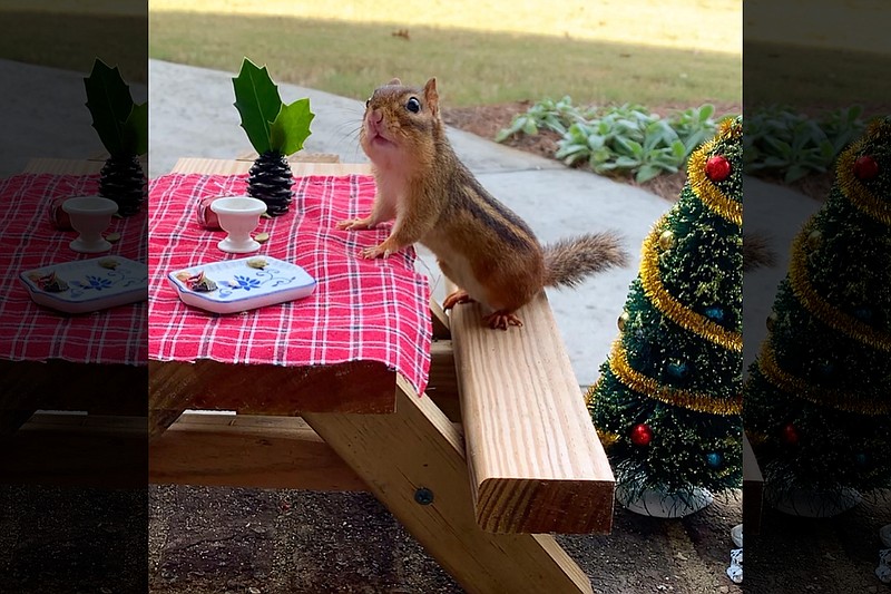 A photo provided by Angela Hansberger shows a chipmunk at a small table with holiday decorations. Enticing wildlife to the backyard, with tiny furniture and elaborate meals, has consoled some Americans in quarantine. (Angela Hansberger via The New York Times)