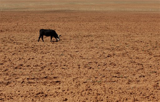 Grazing areas’ upkeep an issue