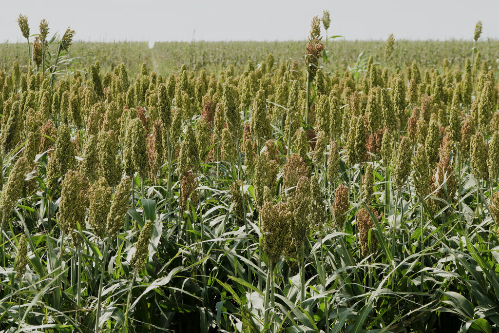 Expert: 2020’s wet weather caused issues for grain farmers
